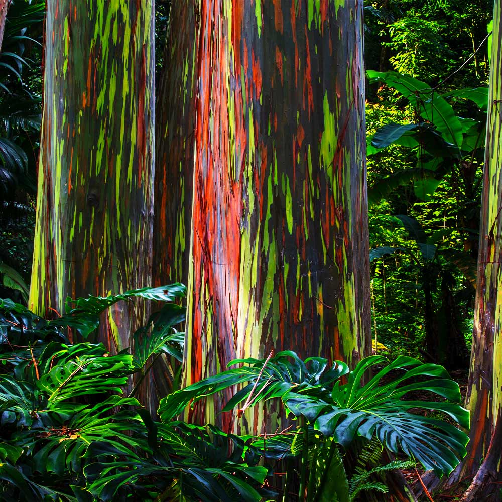 Rainbow Eucalyptus Tree - Image 3