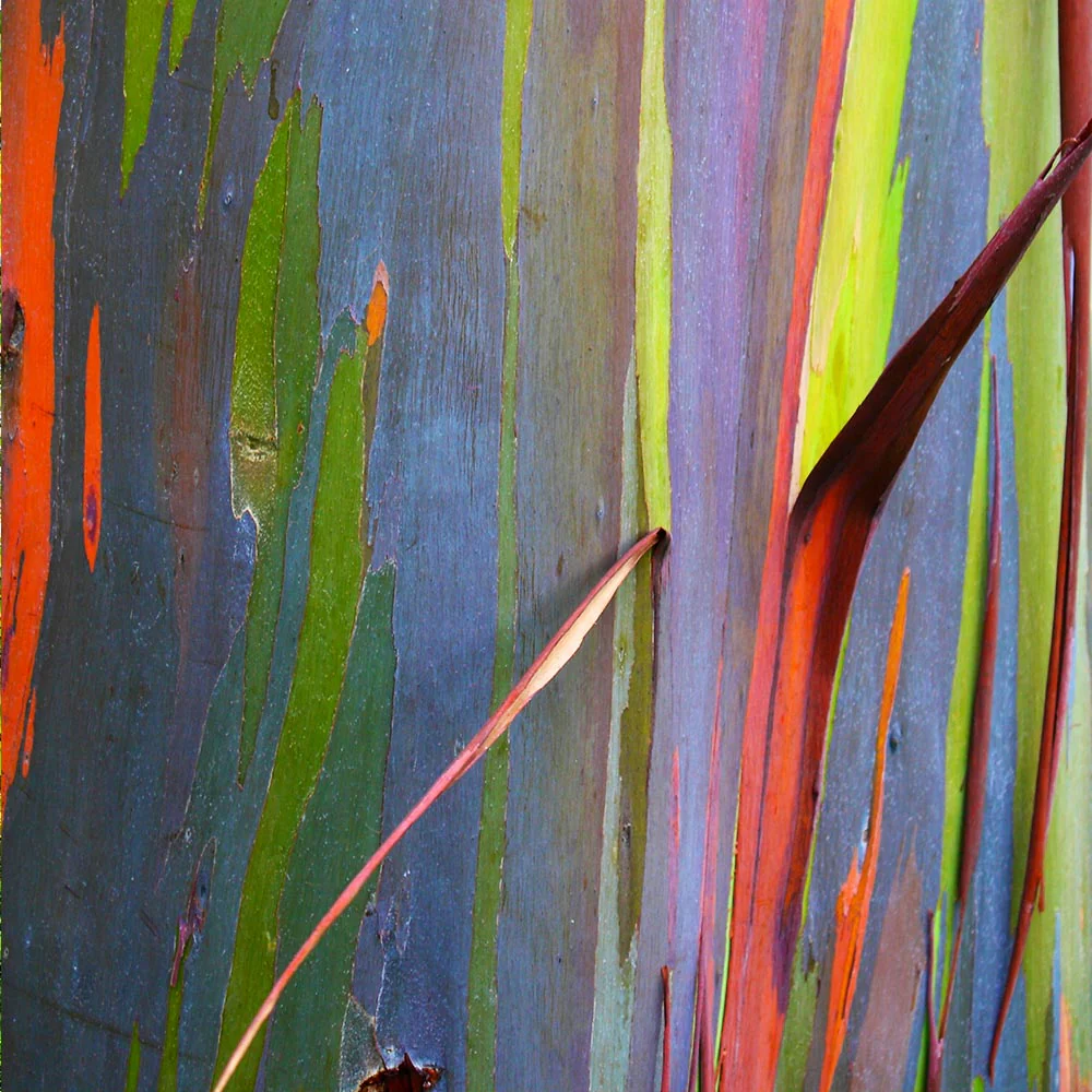Rainbow Eucalyptus Tree - Image 4