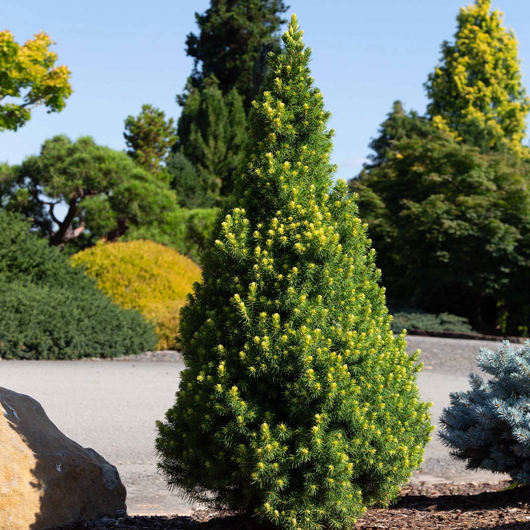 Rainbow’s End® Alberta Spruce Tree - Image 2