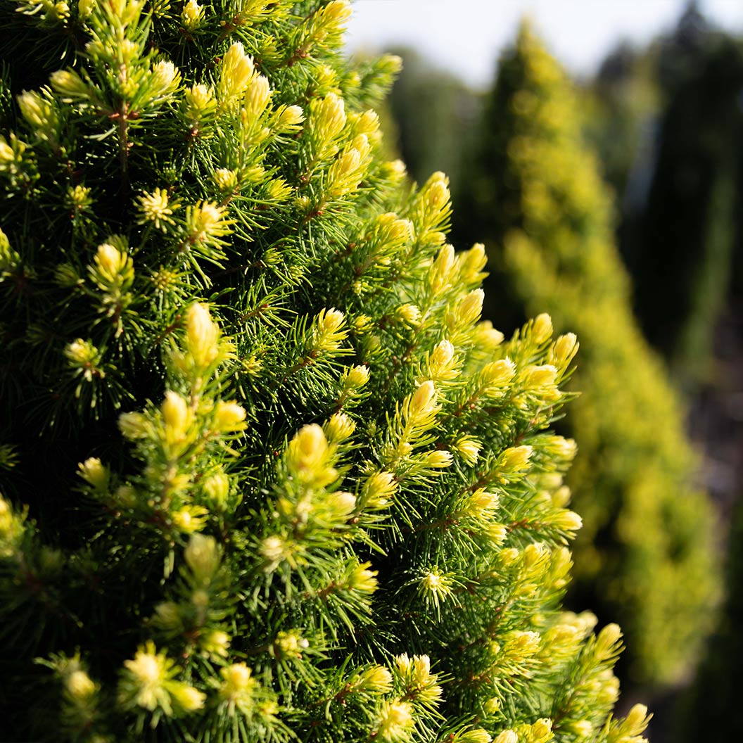 Rainbow’s End® Alberta Spruce Tree - Image 3