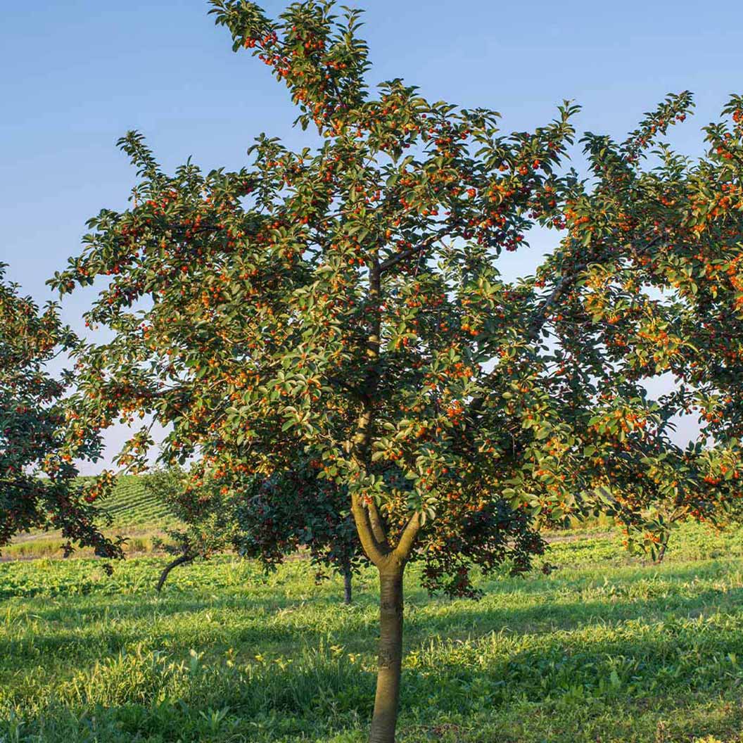 Rainier Cherry Tree - Image 3