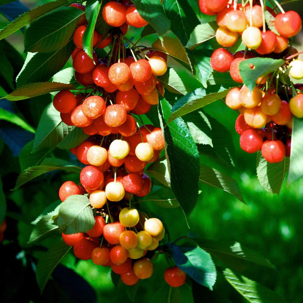 Rainier Cherry Tree - Image 4