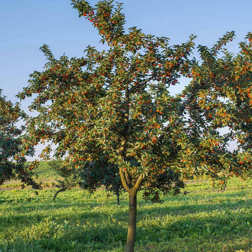 Rainier Cherry Tree - Image 4