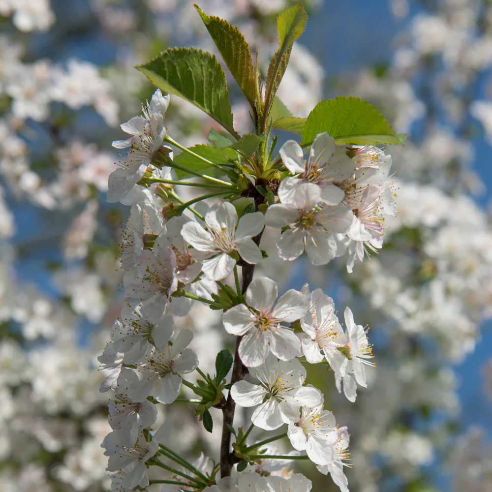 Rainier Cherry Tree - Image 5