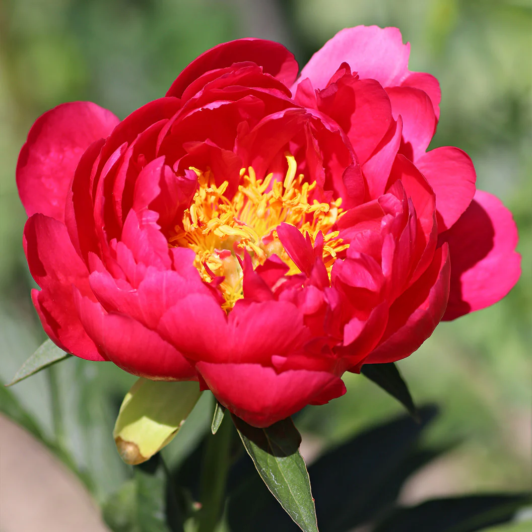 Raspberry Charm Peony - Image 2