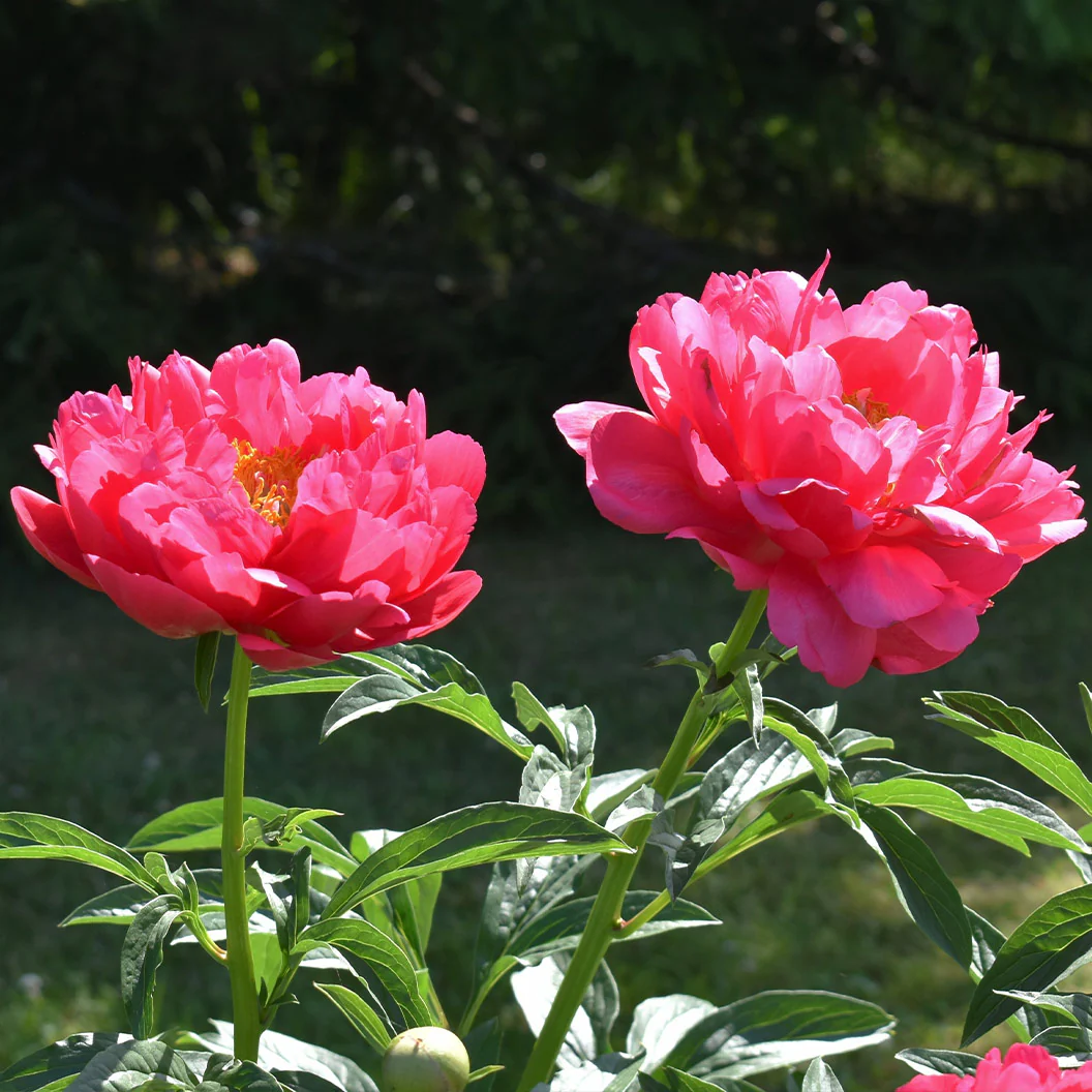 Raspberry Charm Peony - Image 3