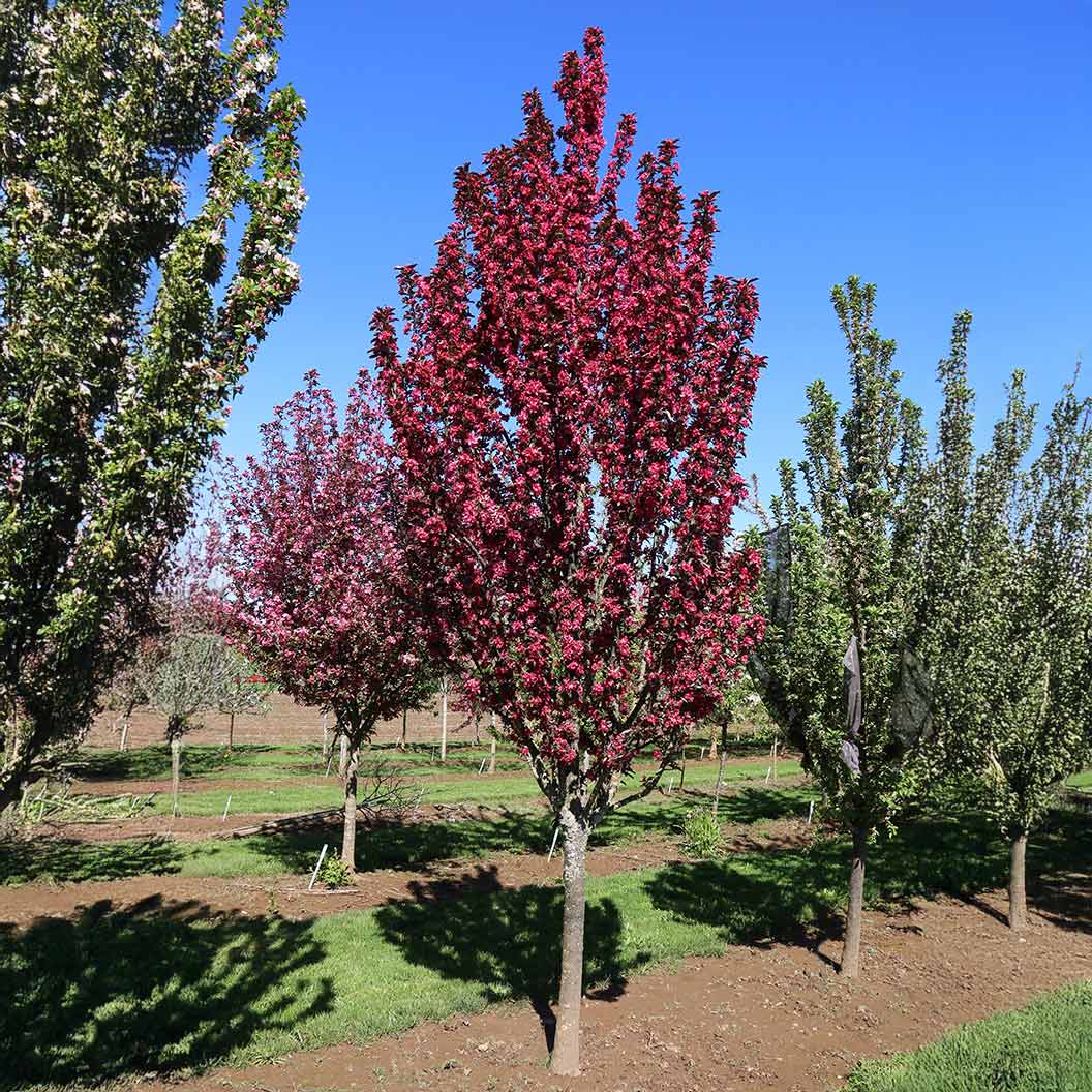 Raspberry Spear® Crabapple Tree - Image 2