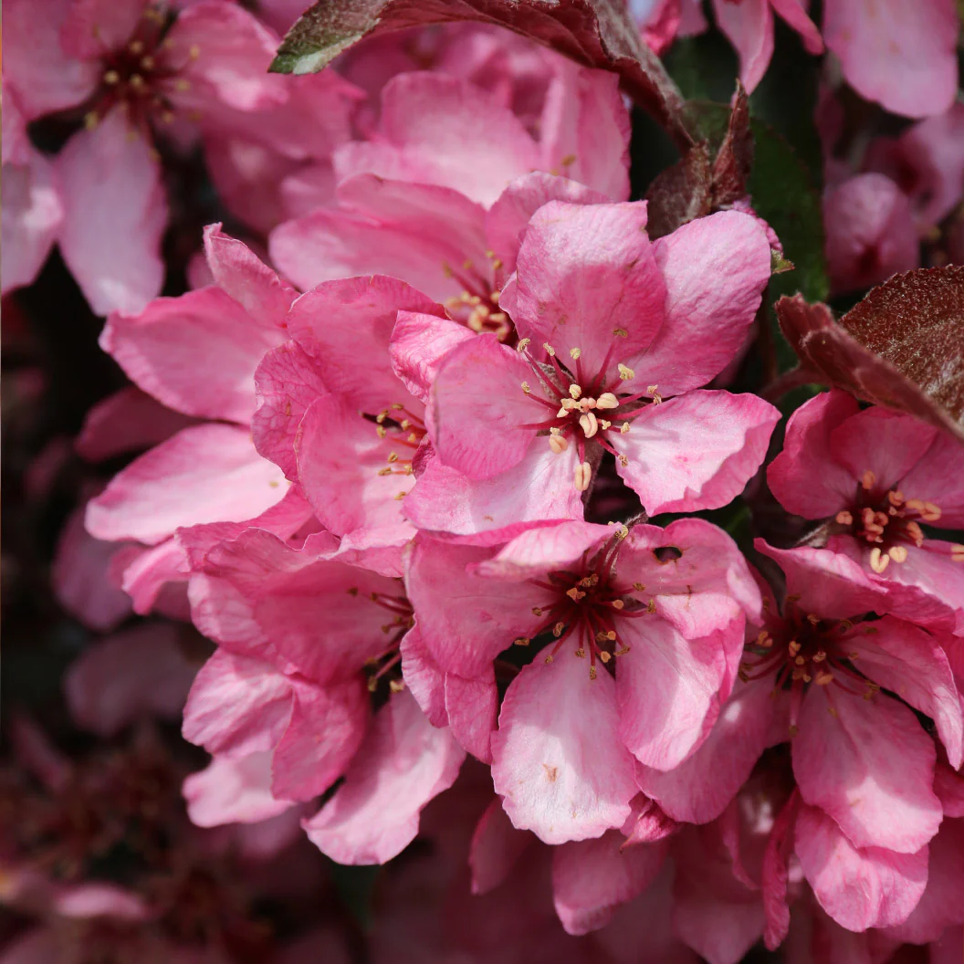 Raspberry Spear® Crabapple Tree - Image 3