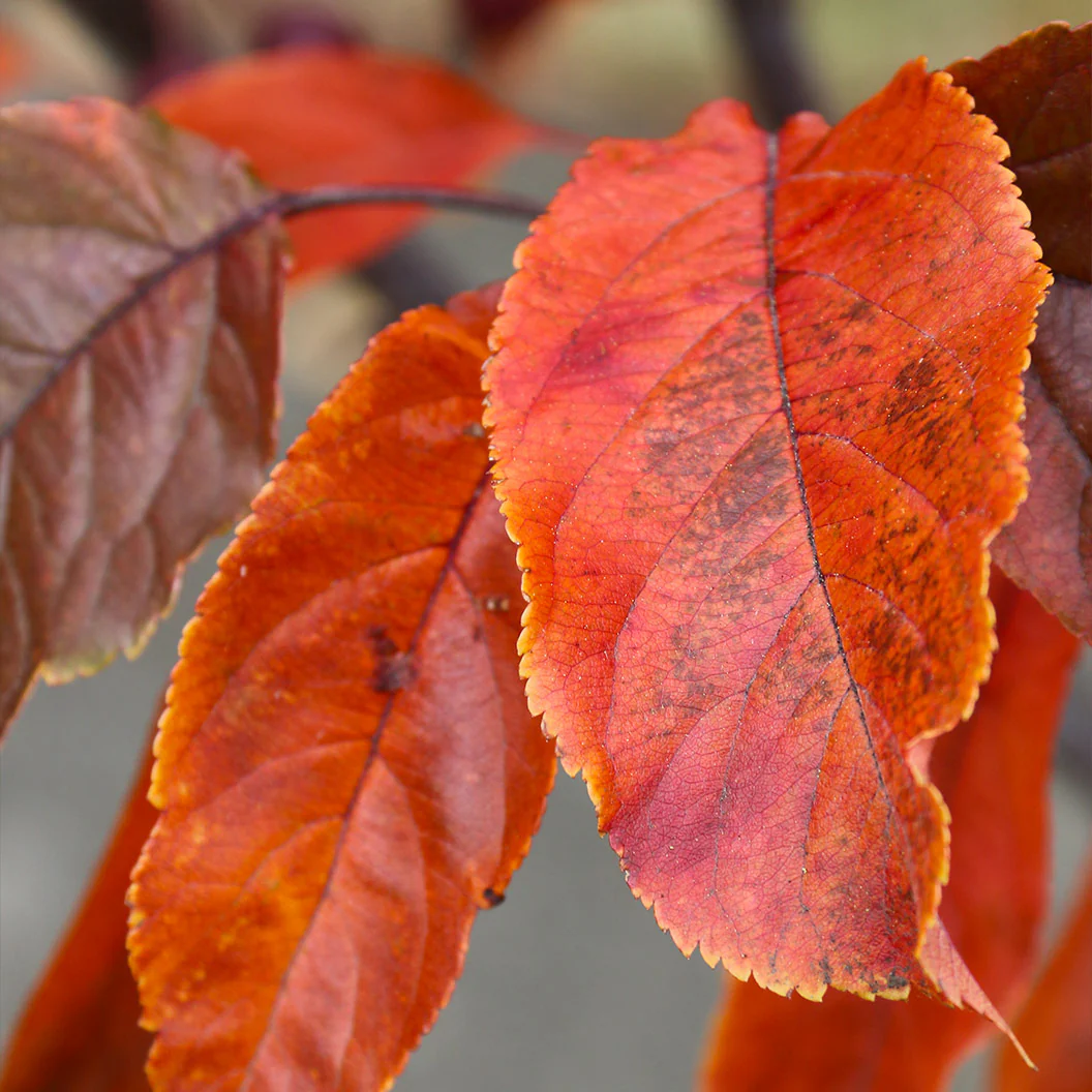 Raspberry Spear® Crabapple Tree - Image 4