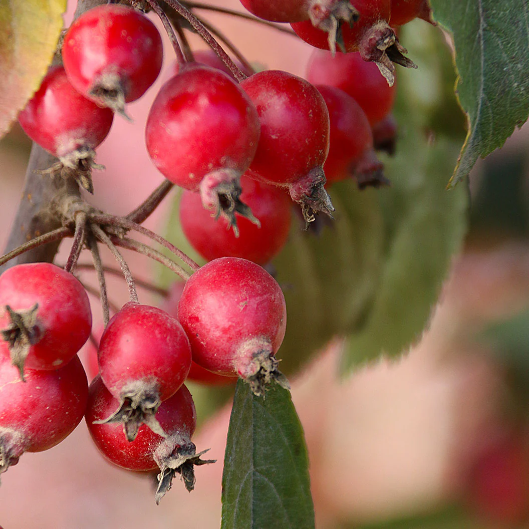 Raspberry Spear® Crabapple Tree - Image 5