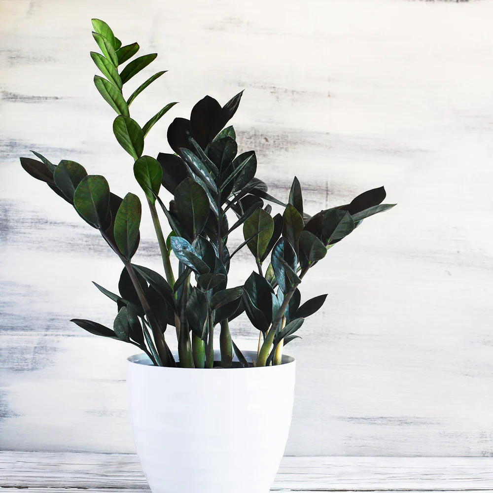 Raven ZZ Plant - Image 2