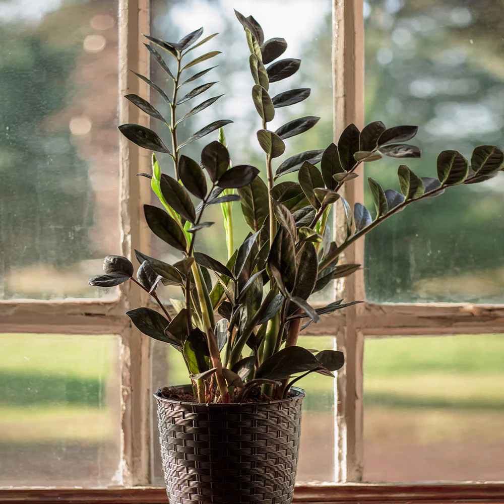 Raven ZZ Plant - Image 3