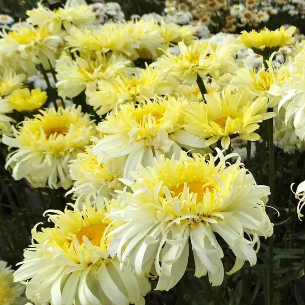 Real Charmer REALFLOR® Shasta Daisy Plant - Image 2