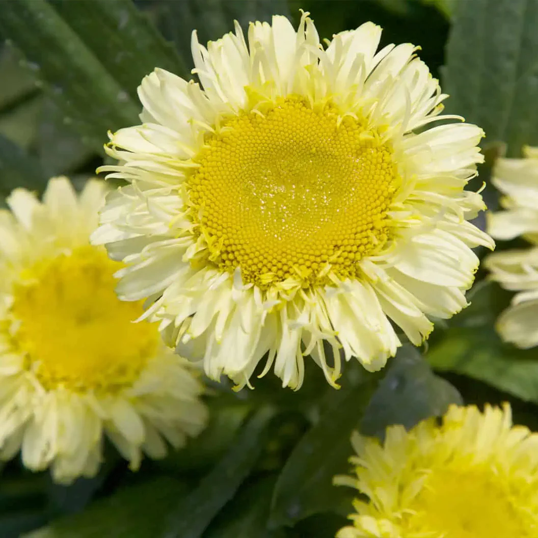 Real Charmer REALFLOR® Shasta Daisy Plant - Image 3