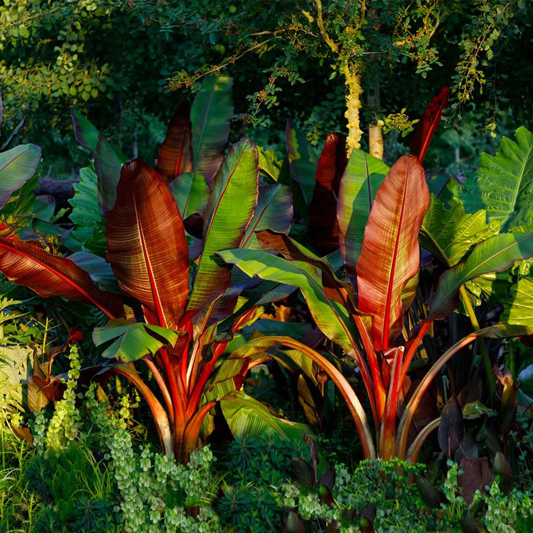 Red Abyssinian Banana Tree - Image 2