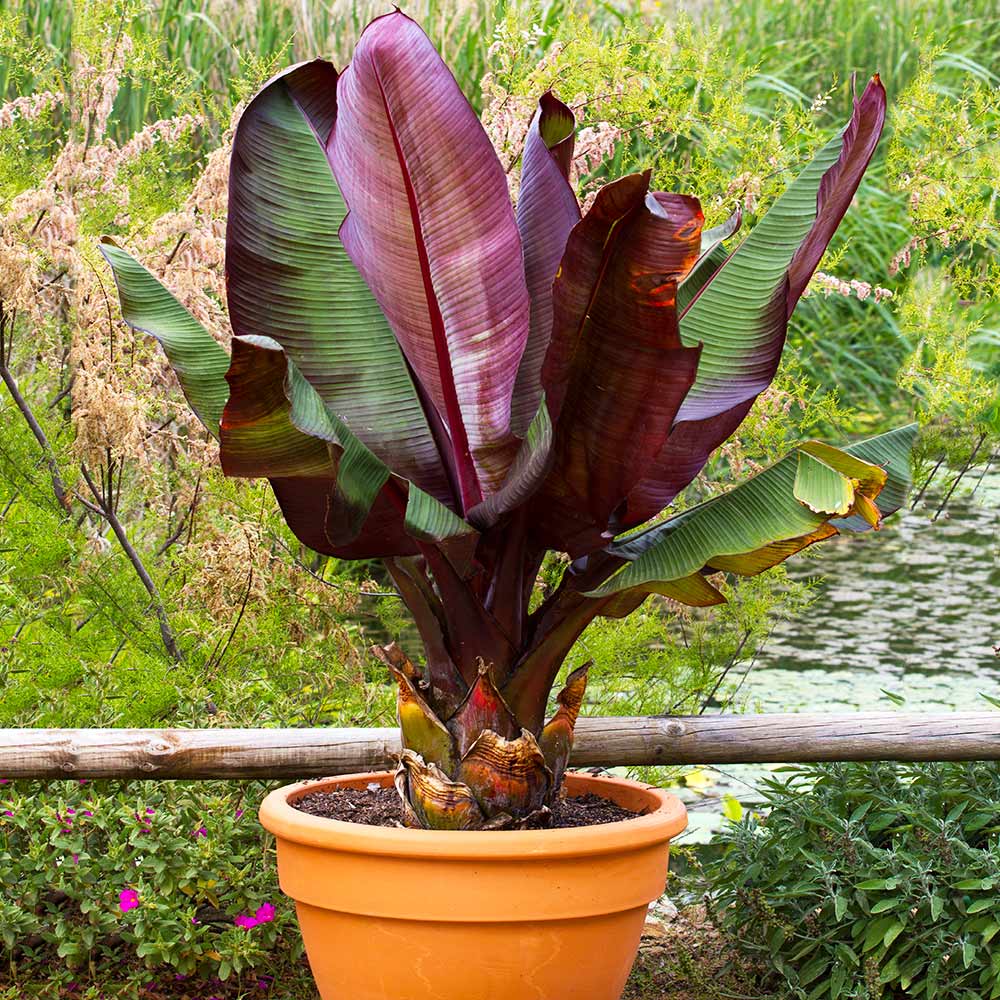 Red Abyssinian Banana Tree - Image 3