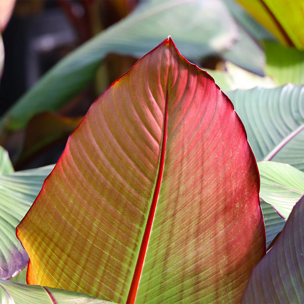 Red Abyssinian Banana Tree - Image 4