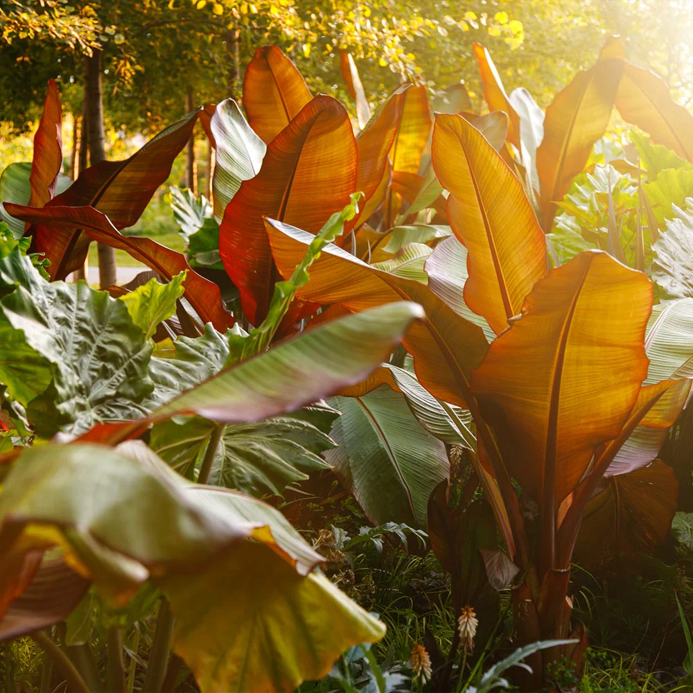 Red Abyssinian Banana Tree - Image 5