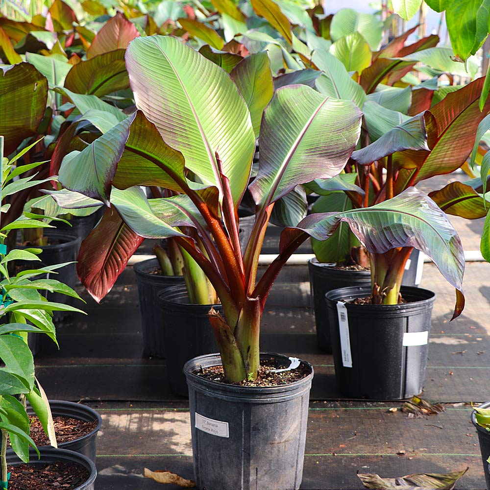 Red Abyssinian Banana Tree - Image 6