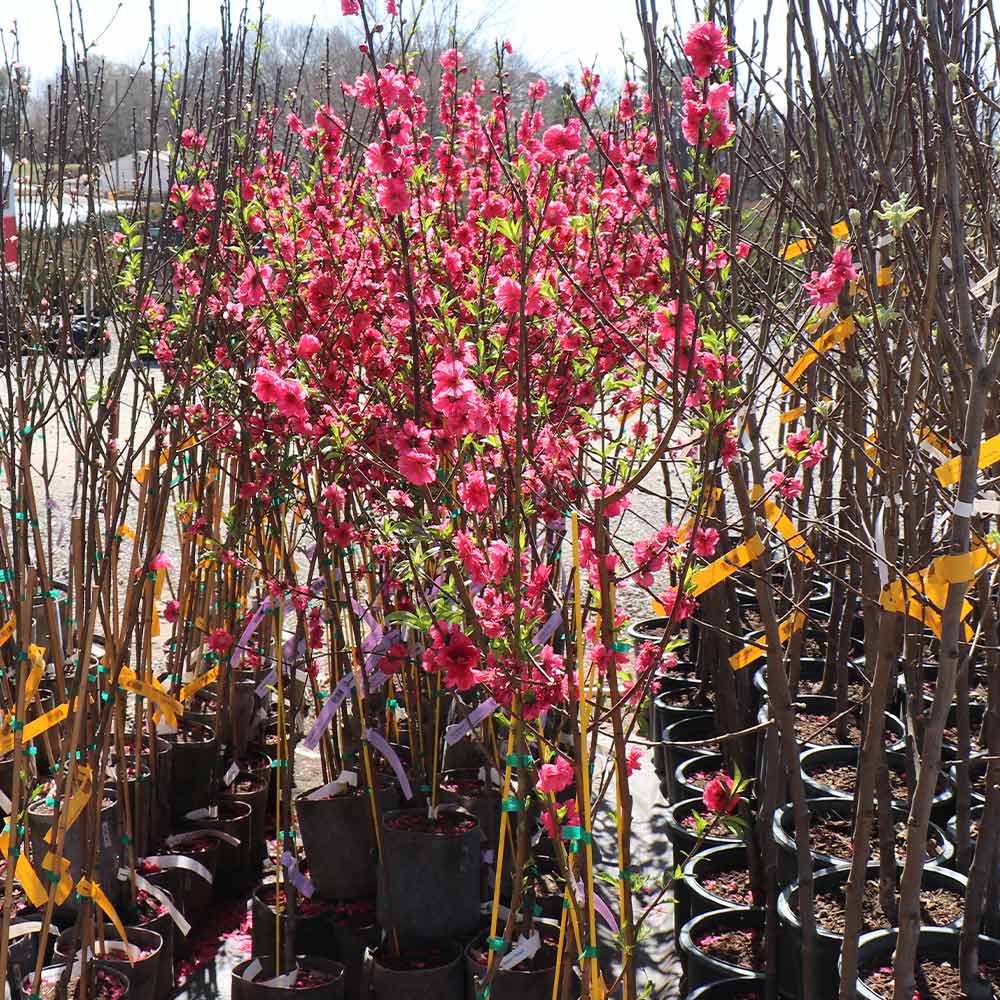 Red Baron Peach Tree - Image 6