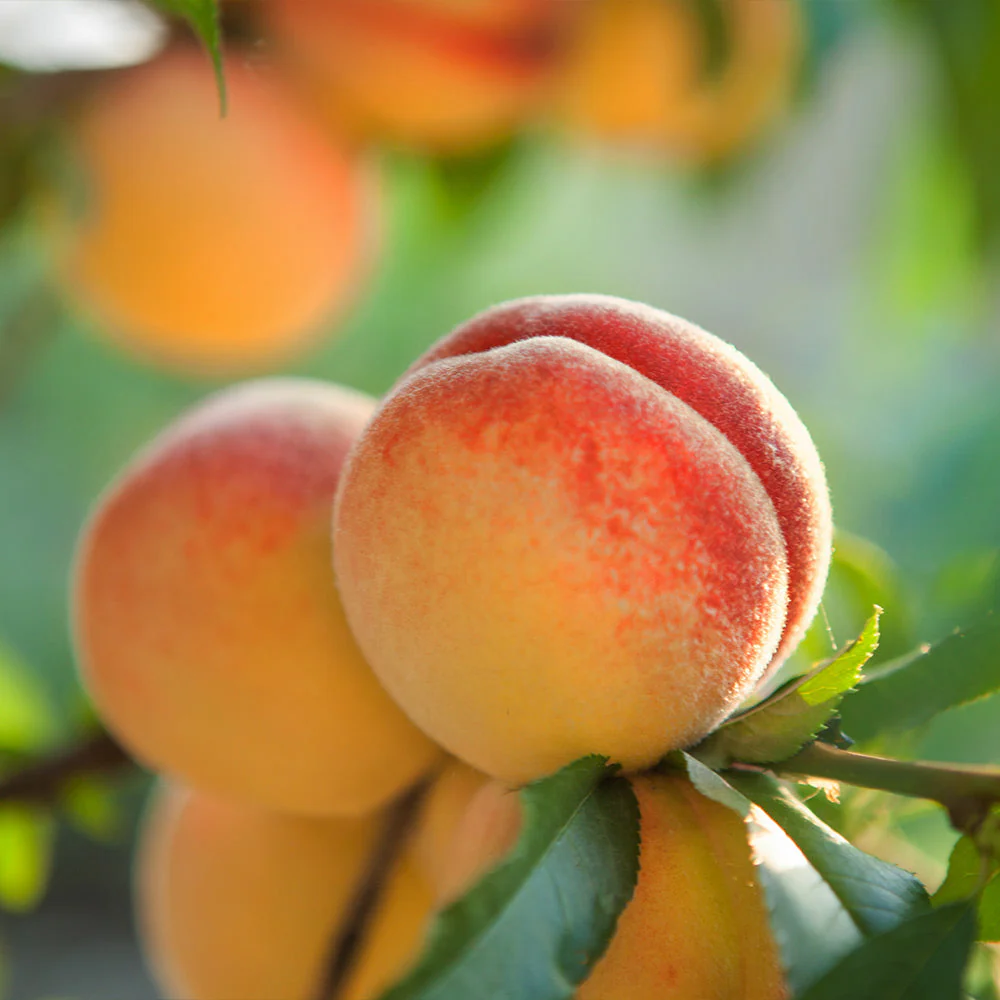 Red Baron Peach Tree California - Image 3