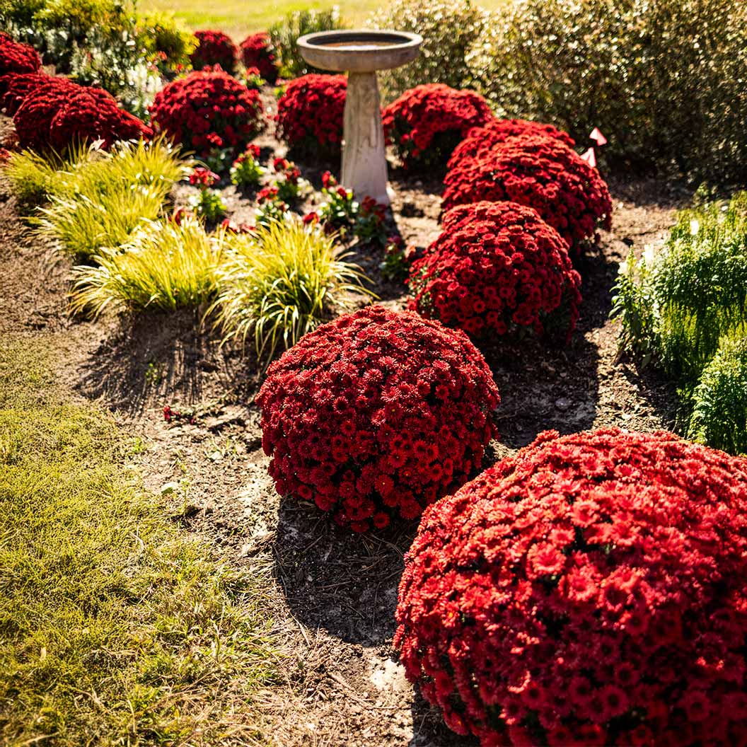 Red Belgian Mums® - Image 2