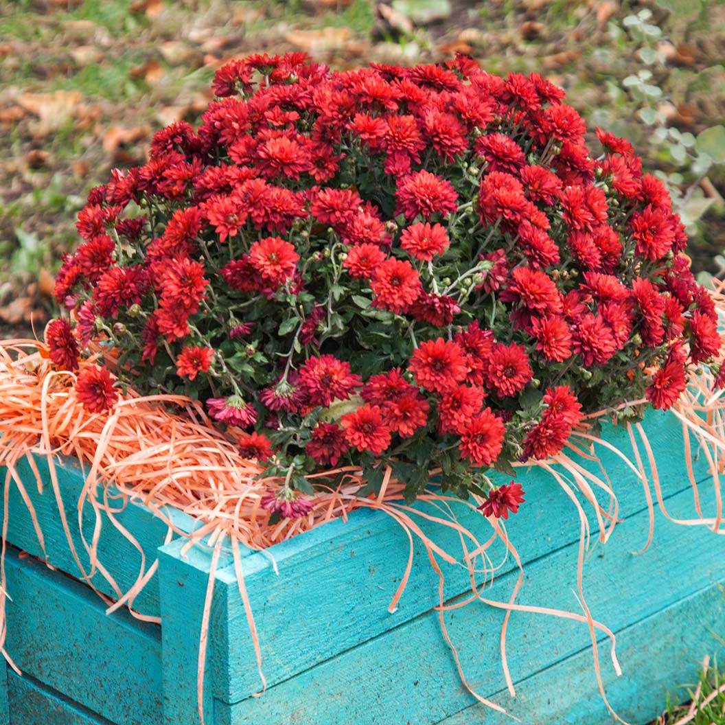 Red Belgian Mums® - Image 3