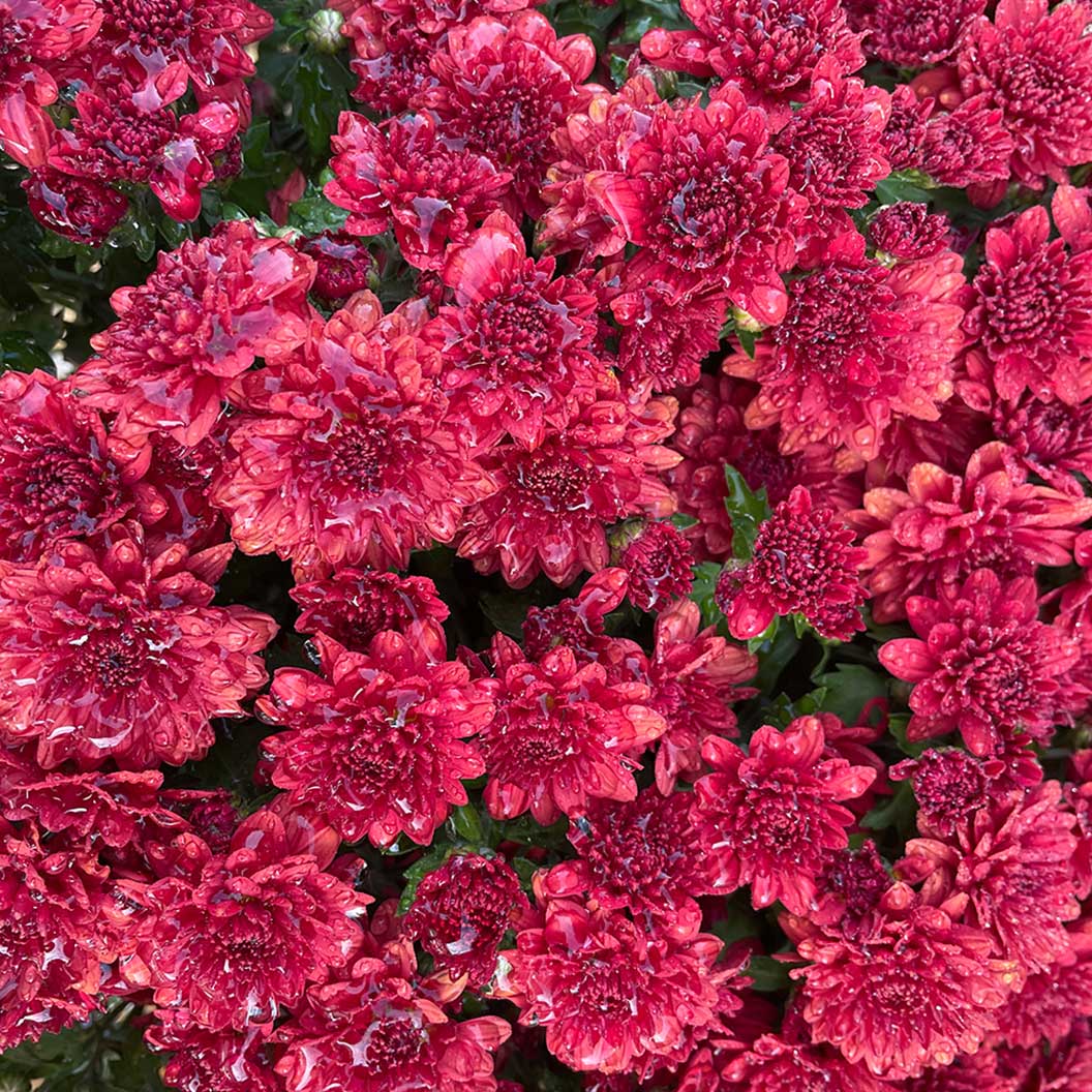 Red Belgian Mums® - Image 4