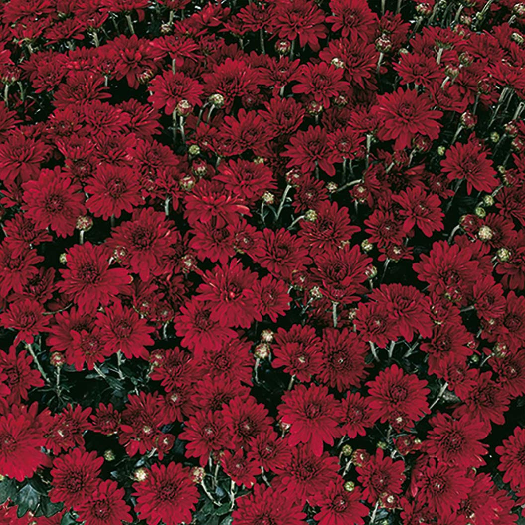 Red Belgian Mums® - Image 5