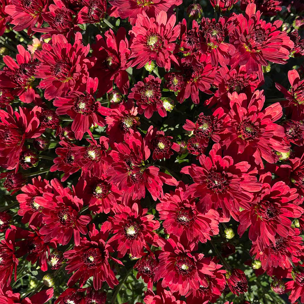 Red Belgian Mums® - Image 6