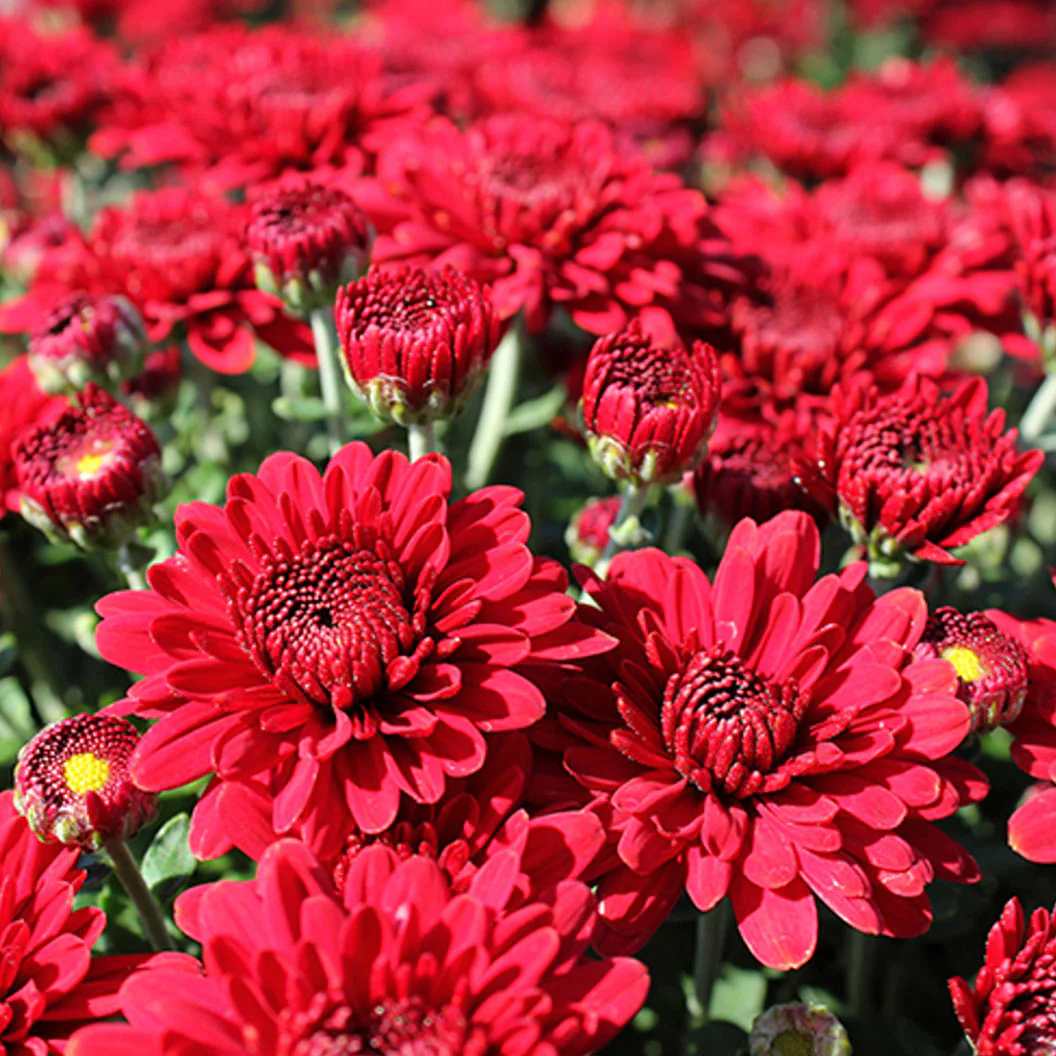 Red Belgian Mums® - Image 7