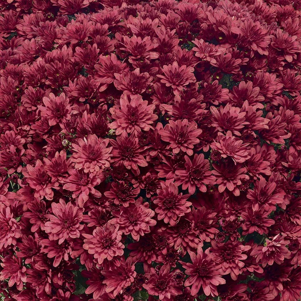 Red Belgian Mums® - Image 8