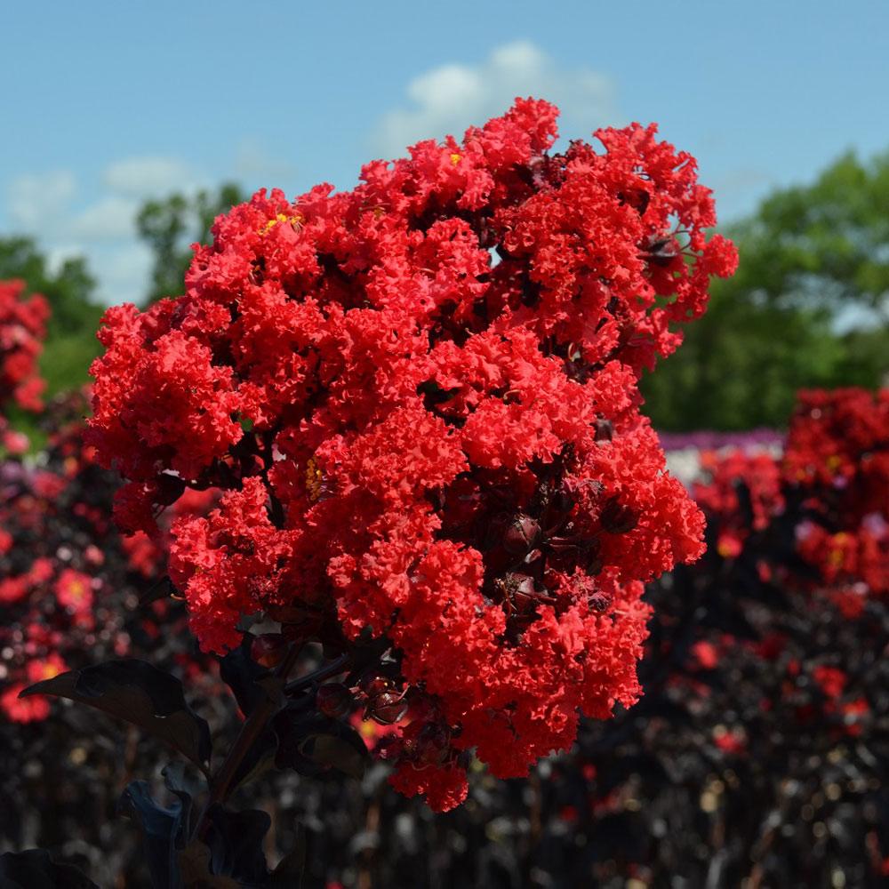 Black Diamond® Best Red™ Crape Myrtle Tree - Image 3