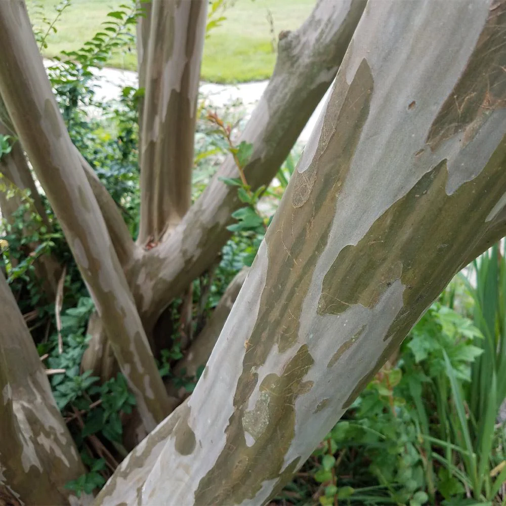 Black Diamond® Best Red™ Crape Myrtle Tree - Image 4
