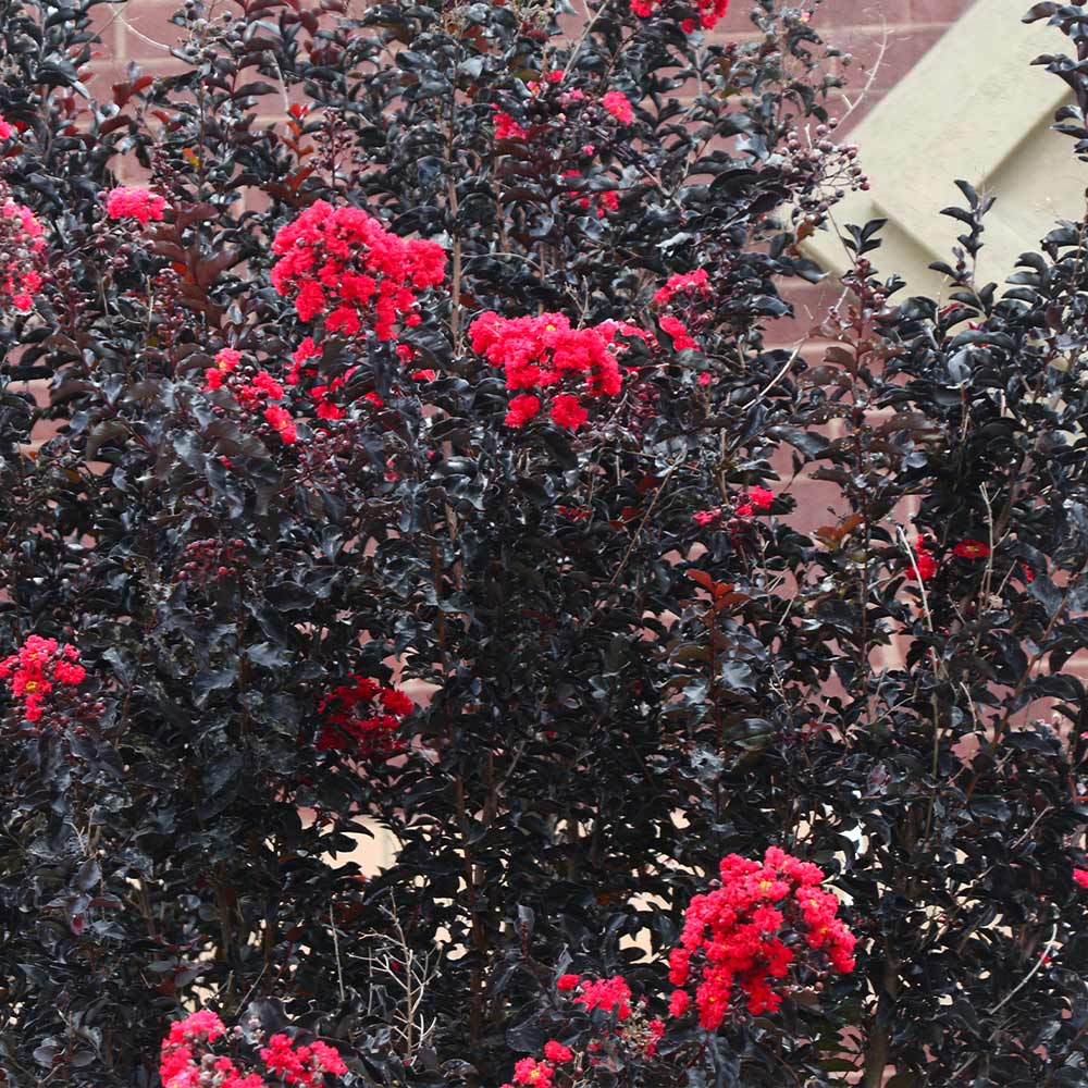 Black Diamond® Best Red™ Crape Myrtle Tree - Image 5