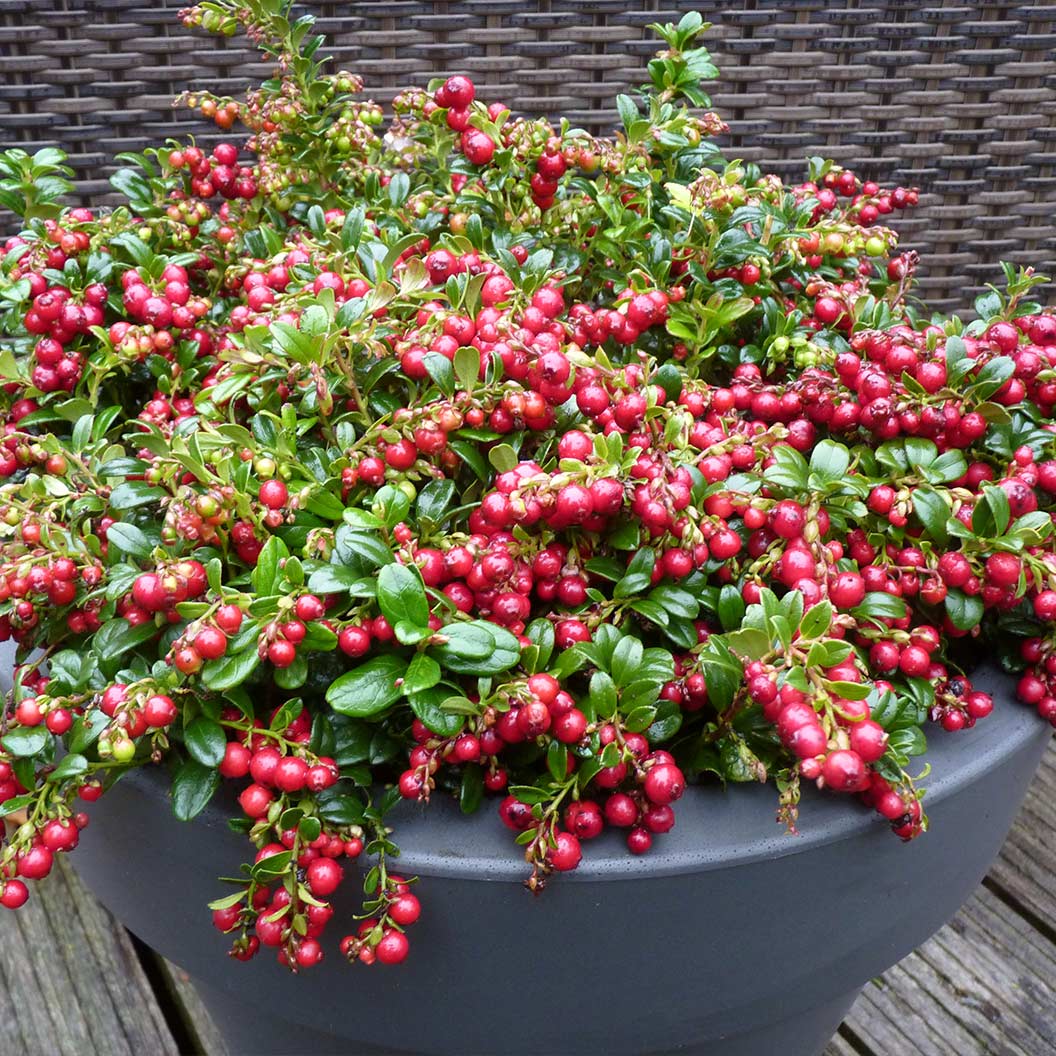 Red Candy Lingonberry Bush - Image 2