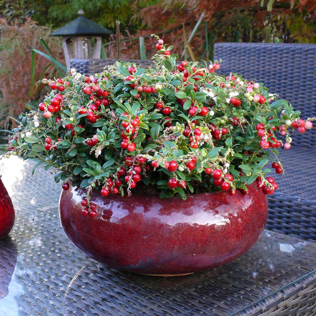Red Candy Lingonberry Bush - Image 3