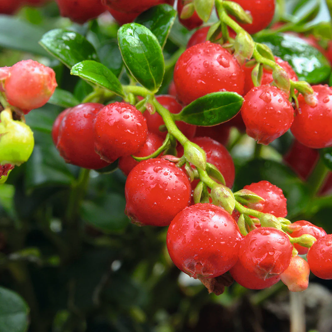 Red Candy Lingonberry Bush - Image 4