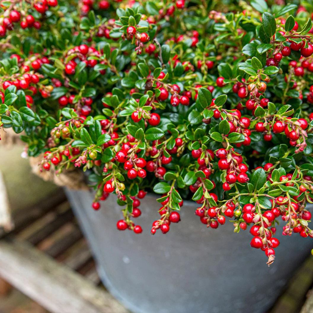 Red Candy Lingonberry Bush - Image 5