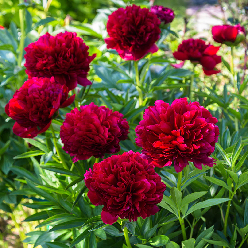 Red Charm Peony - Image 2