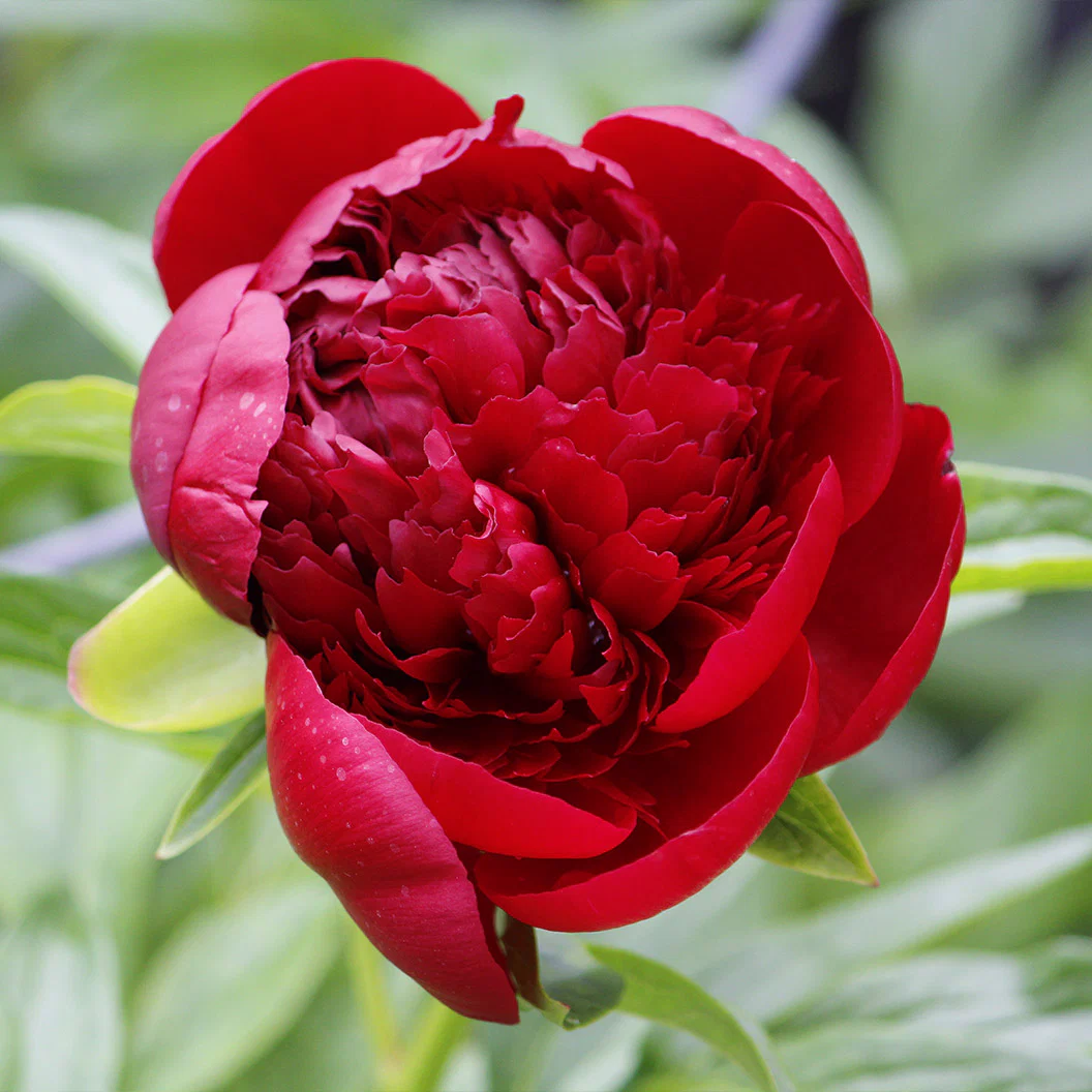 Red Charm Peony - Image 3