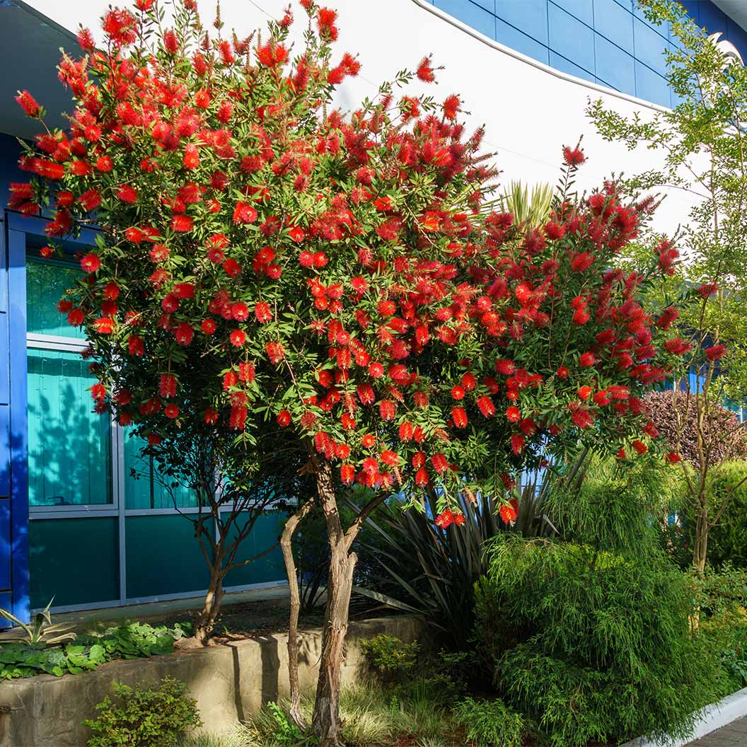Red Cluster Bottlebrush Shrub - Image 2