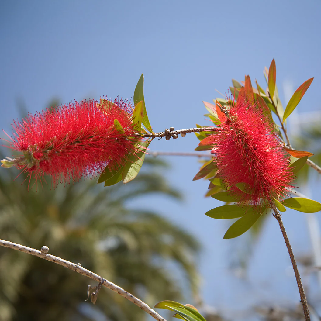 Red Cluster Bottlebrush Shrub - Image 3