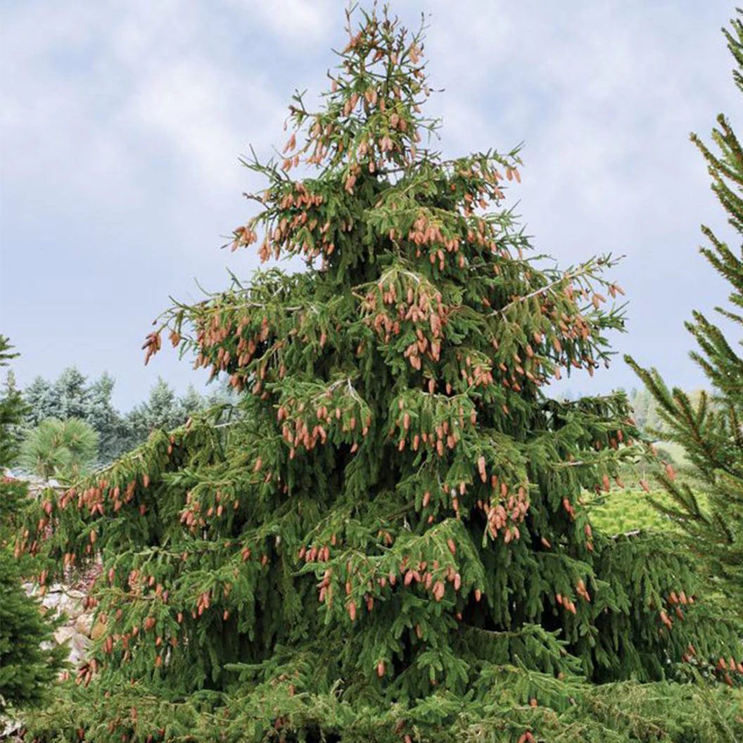 Red Cone Norway Spruce Tree - Image 2