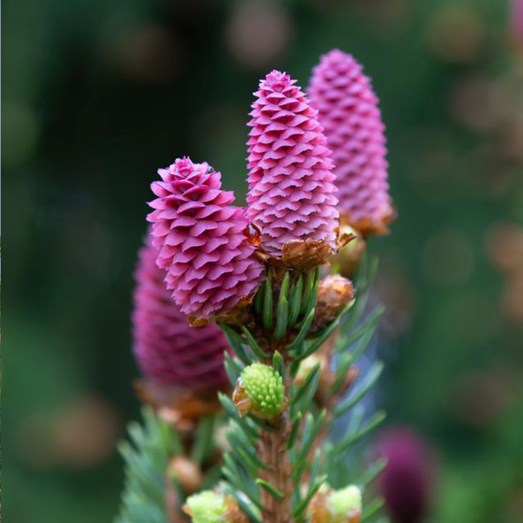 Red Cone Norway Spruce Tree - Image 3