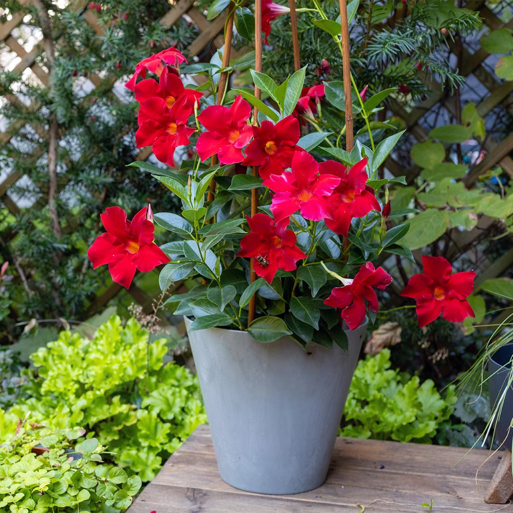 Red Crimson Diplodenia Bush - Image 2