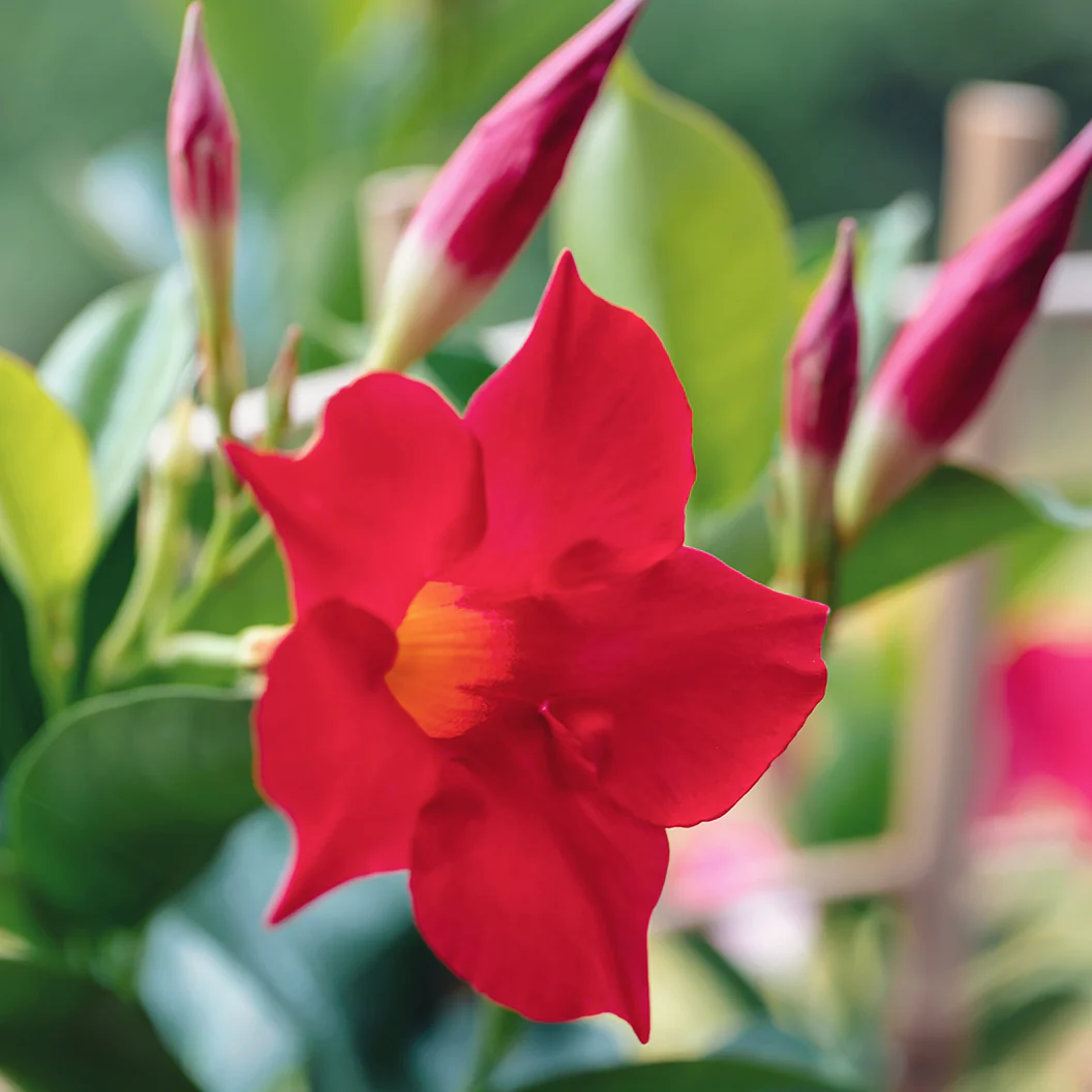 Red Crimson Diplodenia Bush - Image 3