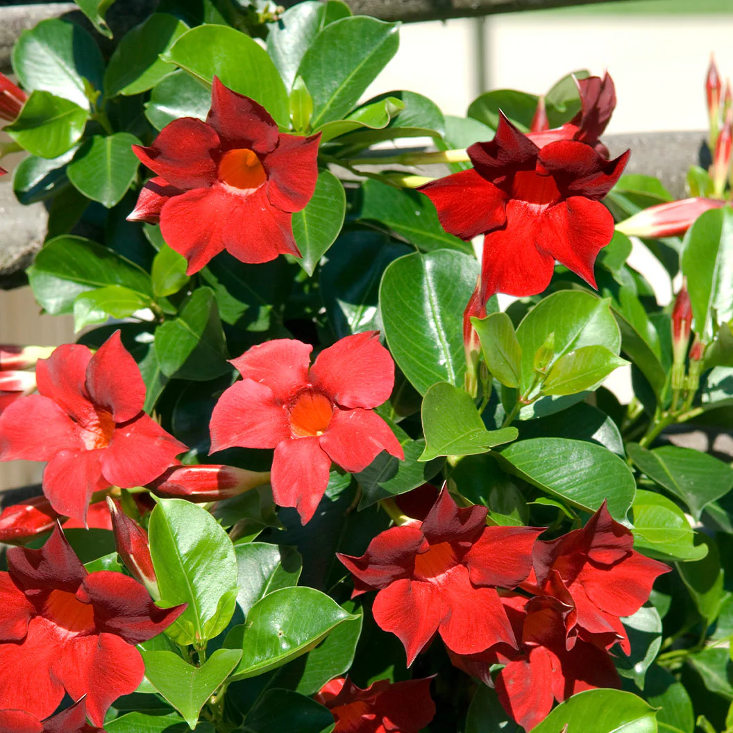 Red Crimson Diplodenia Bush - Image 4