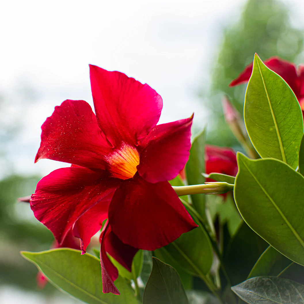Red Crimson Diplodenia Bush - Image 5