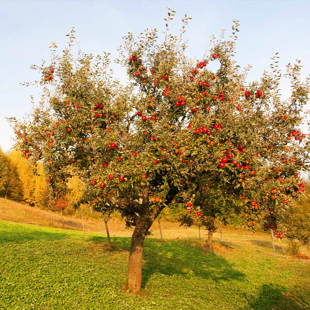 Red Delicious Apple Tree - Image 3